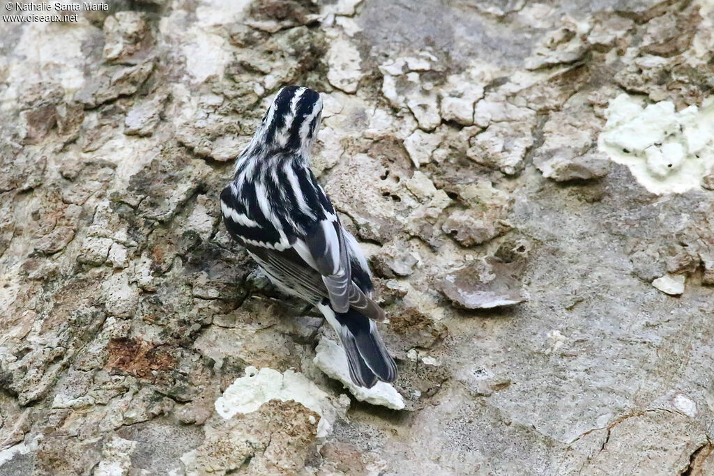 Black-and-white Warbleradult, identification, fishing/hunting