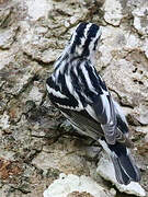 Paruline noir et blanc