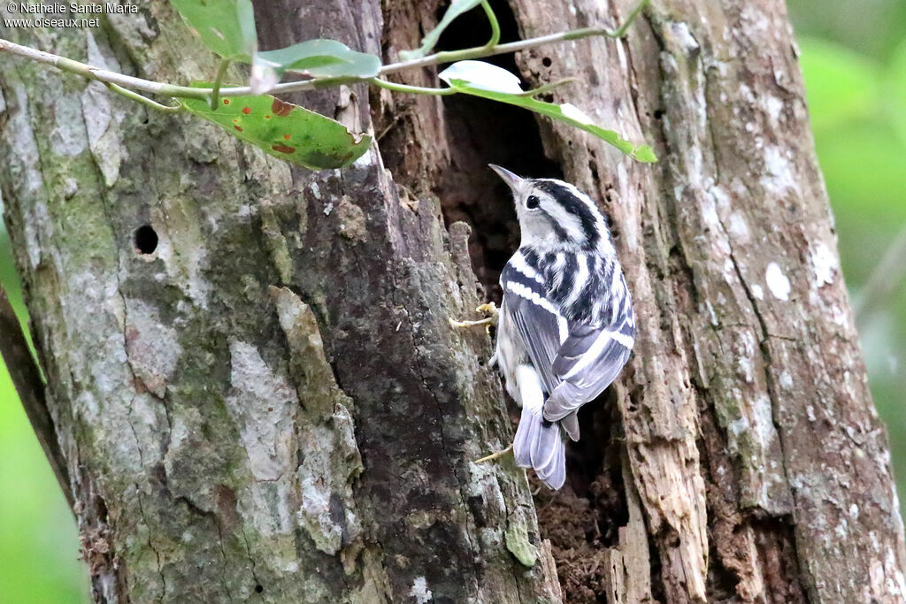 Black-and-white Warbleradult, identification