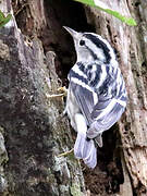 Black-and-white Warbler