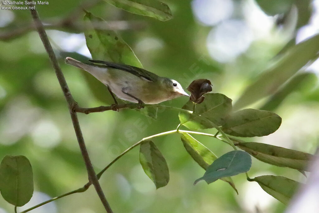 Tennessee Warbler