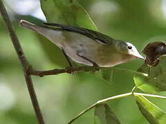 Tennessee Warbler