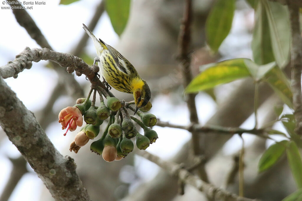 Cape May Warbleradult, identification, feeding habits, eats