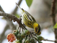 Cape May Warbler