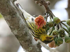 Cape May Warbler