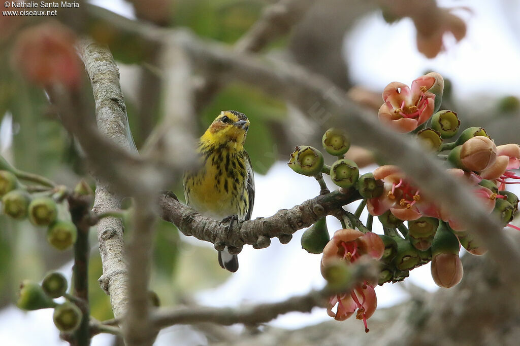 Cape May Warbleradult, identification