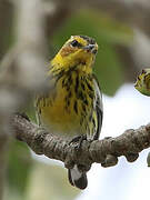 Cape May Warbler