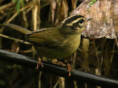 Three-striped Warbler