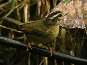 Paruline triligne