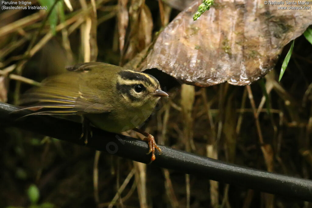 Three-striped Warbleradult, identification