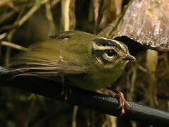 Three-striped Warbler