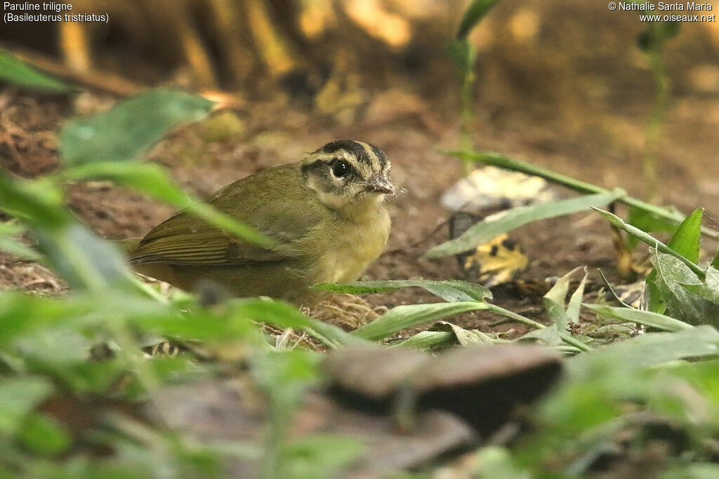 Paruline triligneadulte, identification