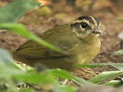 Three-striped Warbler