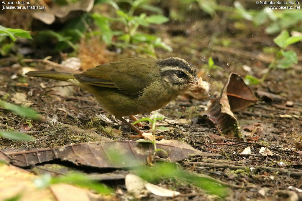 Paruline triligneadulte, identification, régime, mange