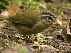 Three-striped Warbler