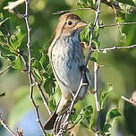 Passerin indigo