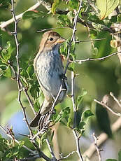 Passerin indigo