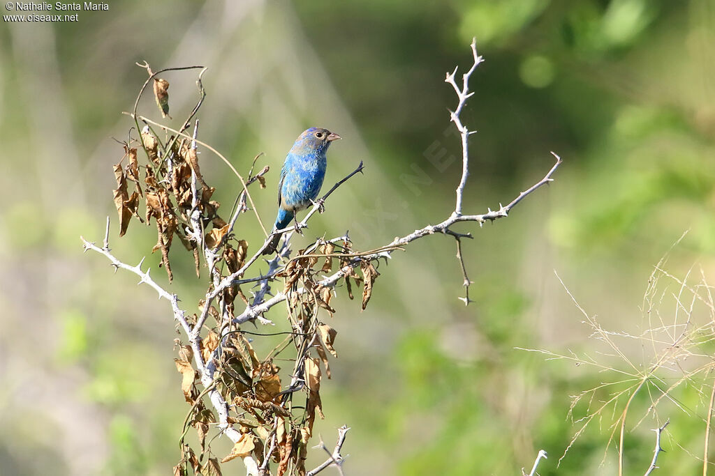 Indigo Buntingadult post breeding, identification