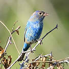 Passerin indigo