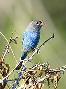 Indigo Bunting