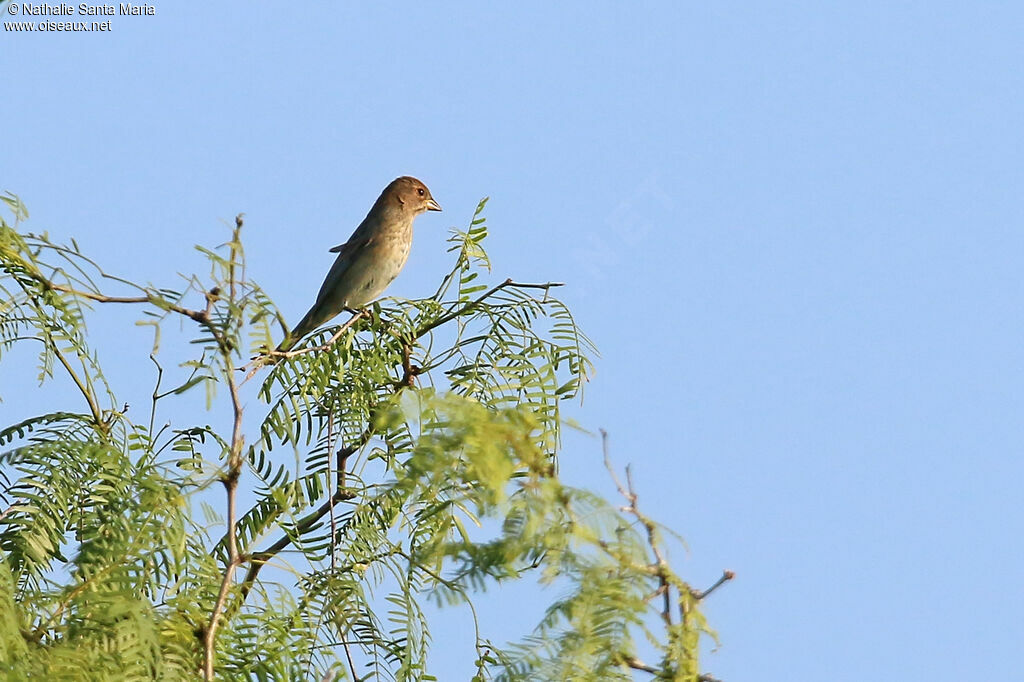 Passerin indigo femelle adulte, identification