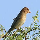 Passerin indigo
