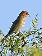 Indigo Bunting