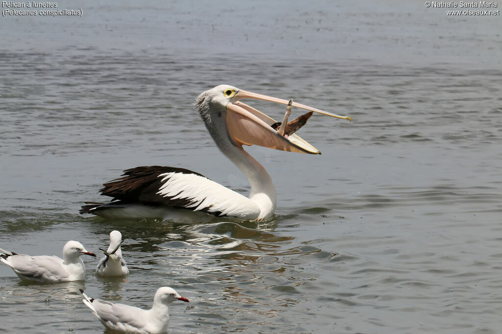 Pélican à lunettesadulte, identification, pêche/chasse