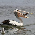 Pélican à lunettes