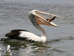 Australian Pelican