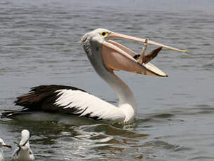 Pélican à lunettes