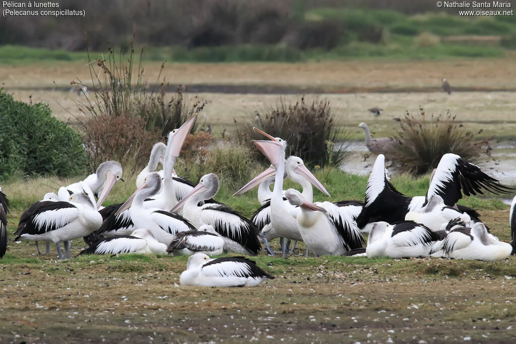 Australian Pelican