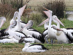 Australian Pelican