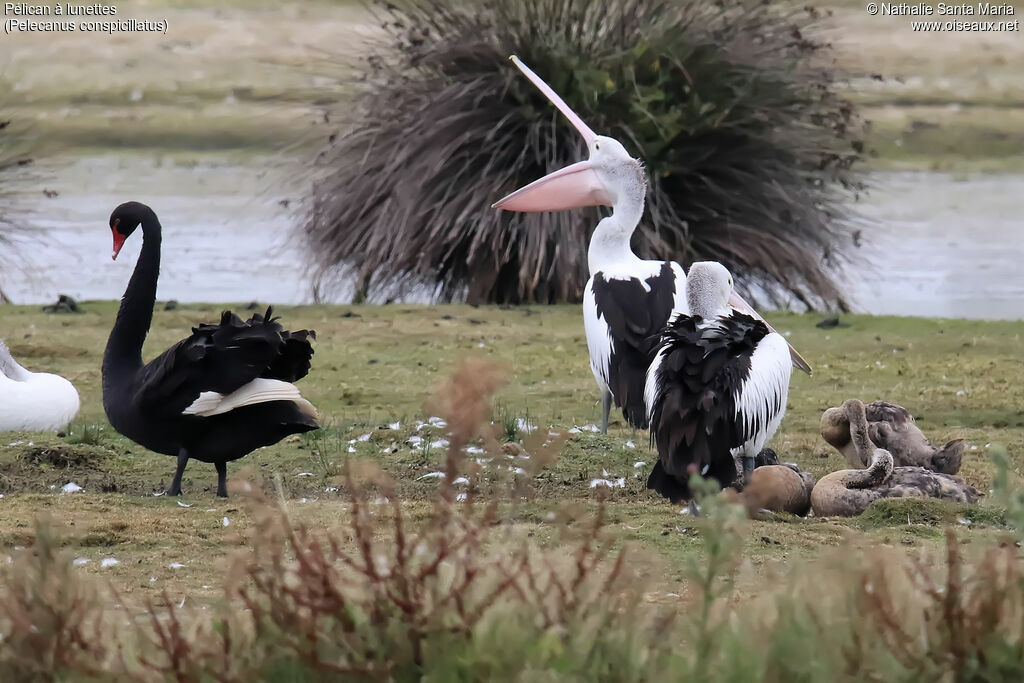 Australian Pelicanadult breeding, habitat