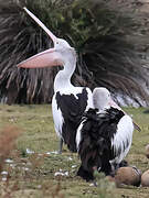 Australian Pelican