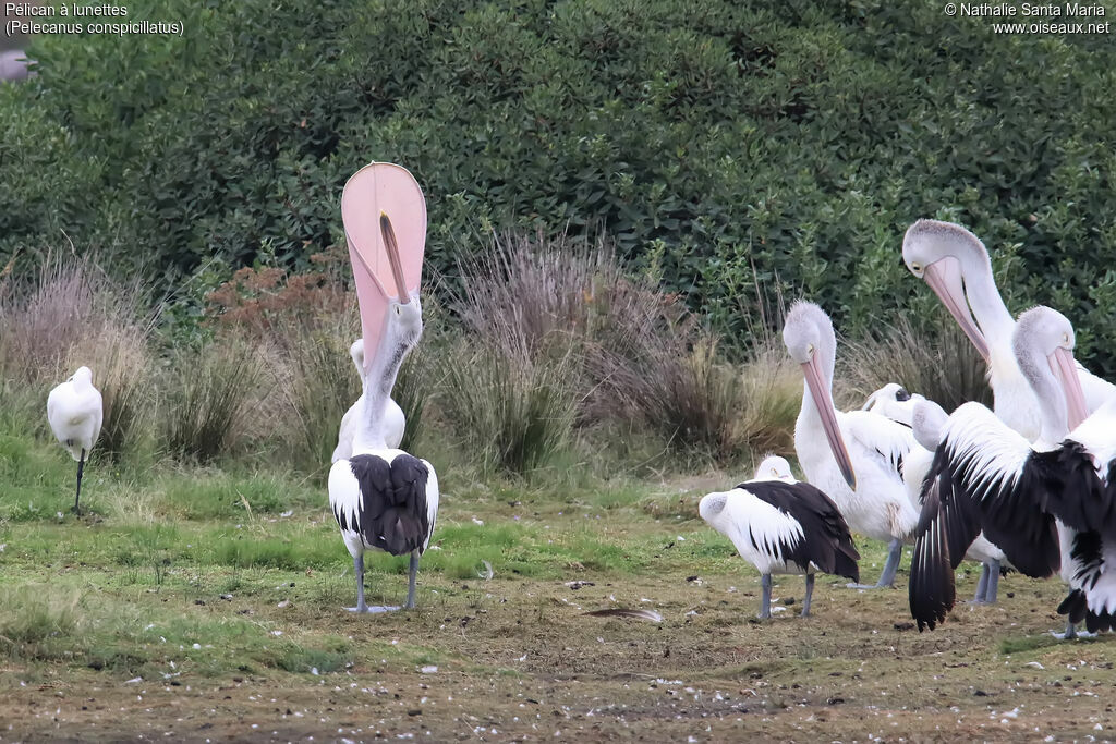 Australian Pelicanadult breeding, identification, Behaviour