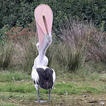 Pélican à lunettes
