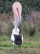 Australian Pelican