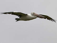 Australian Pelican