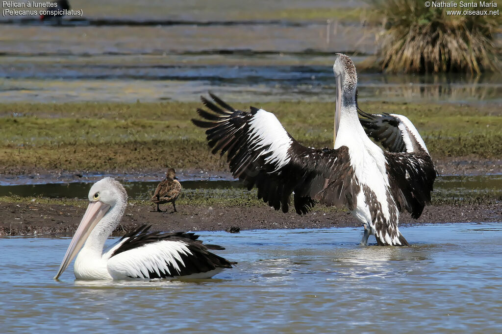 Pélican à lunettesadulte, habitat