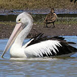Pélican à lunettes