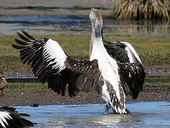 Australian Pelican