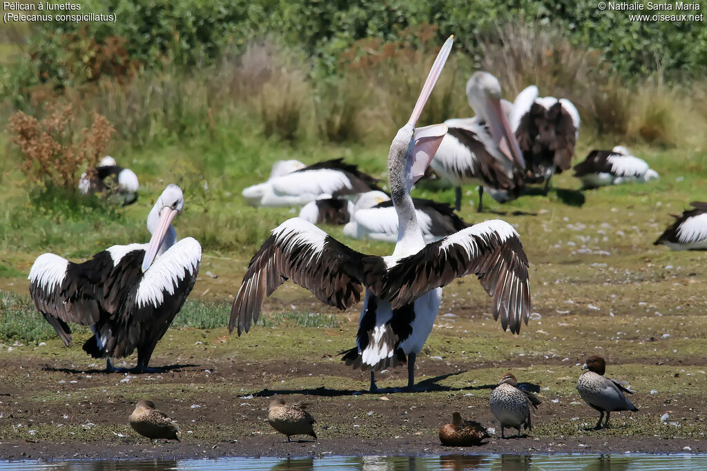 Pélican à lunettesadulte, identification, soins