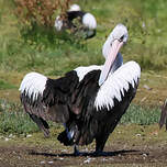 Pélican à lunettes