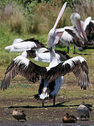 Australian Pelican