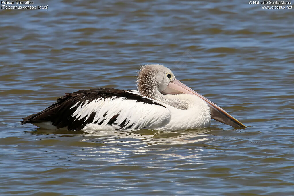 Pélican à lunettesadulte, identification, nage