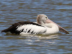 Australian Pelican