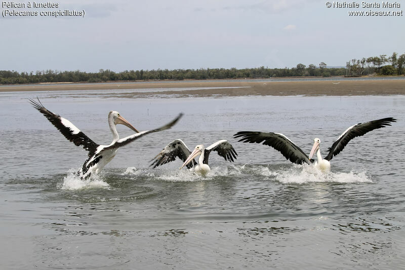 Australian Pelican, habitat, fishing/hunting