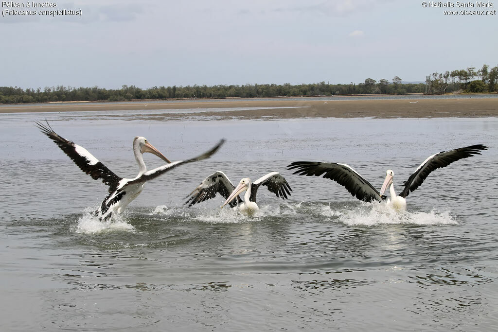 Pélican à lunettes, habitat, pêche/chasse