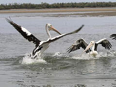 Australian Pelican